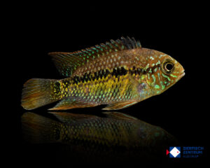 Aequidens paloemeuensis
