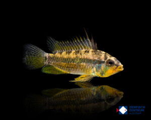 Apistogramma juruensis