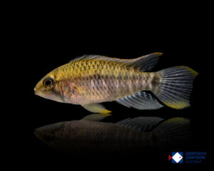 Apistogramma steindachneri