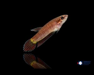 Betta mandor
