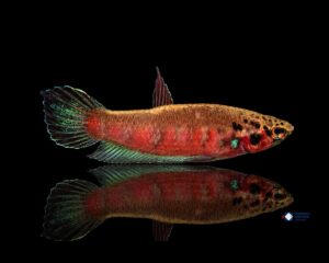 Betta rubra