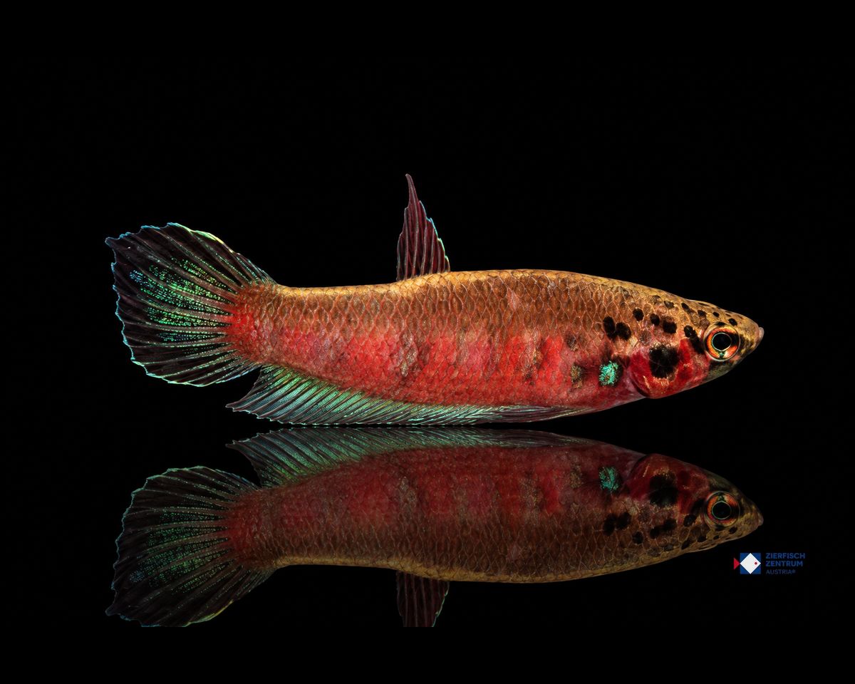 Betta rubra