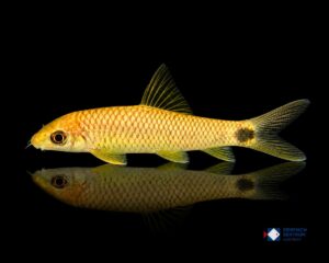 Crossocheilus reticulatus Gold