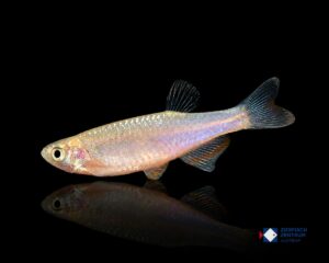 Danio roseus