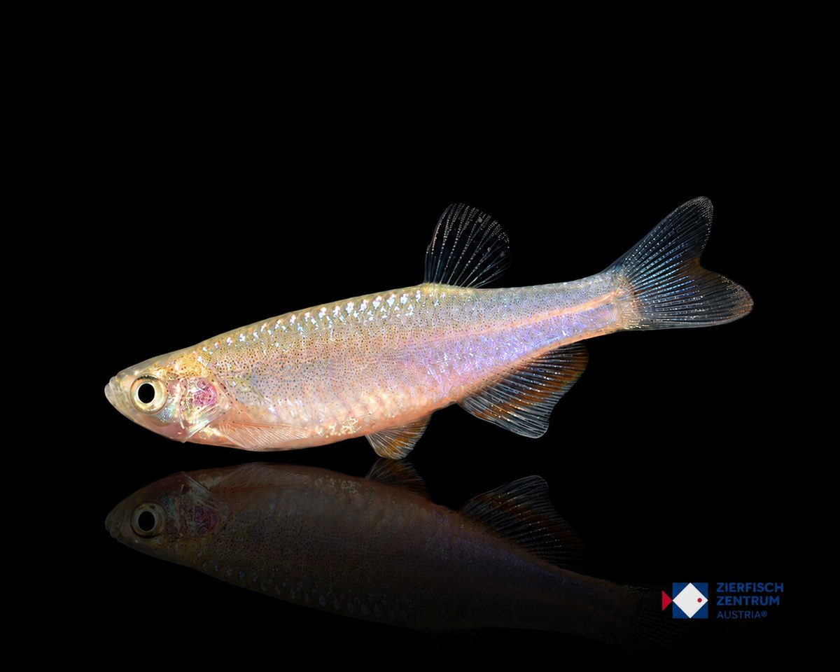 Danio roseus