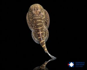 Gastromyzon sp. Blue Tail