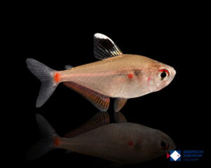 Hyphessobrycon socolofi