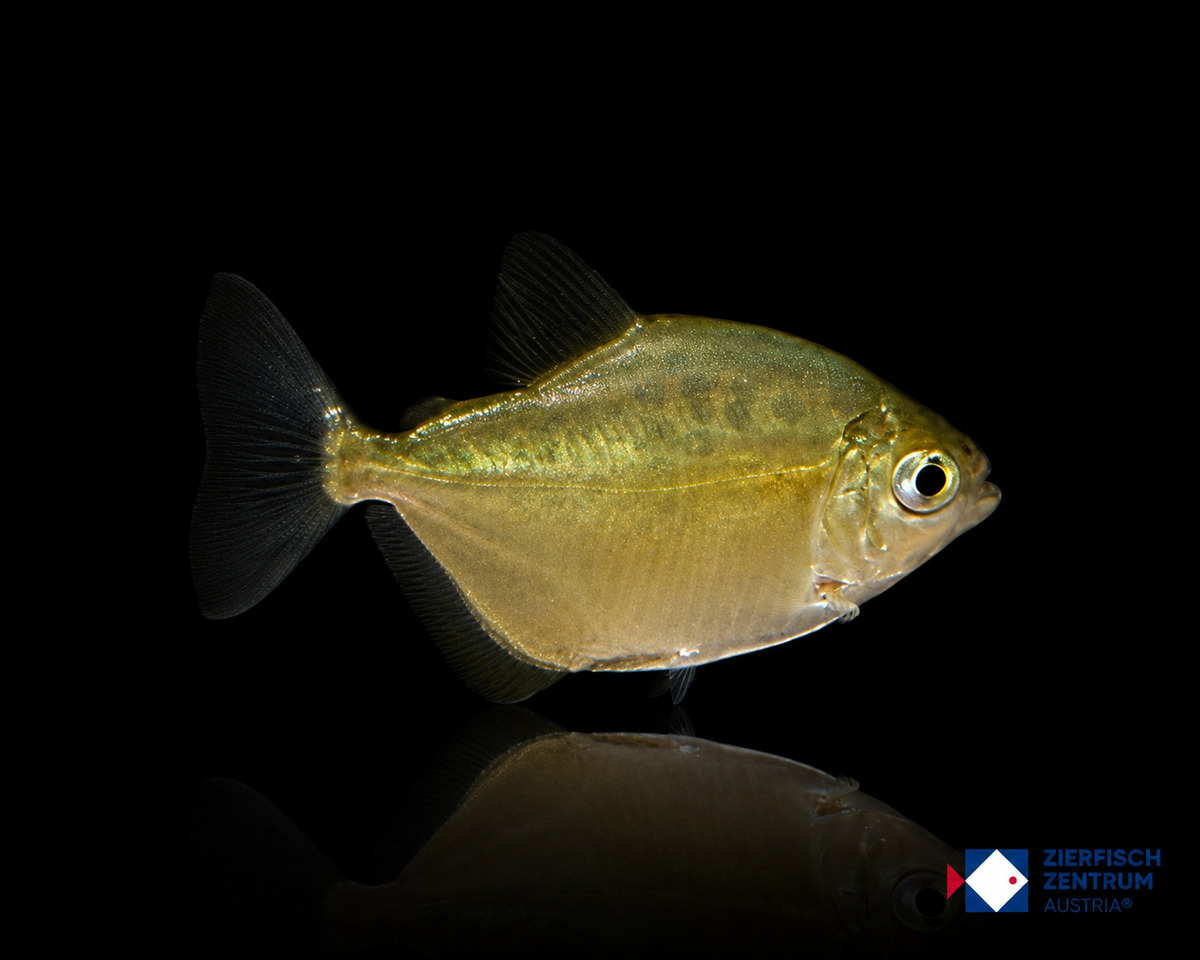 Metynnis maculatus