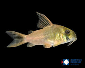 Hoplisoma CW217