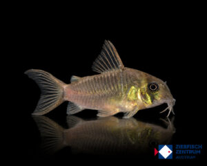 Hoplisoma concolor