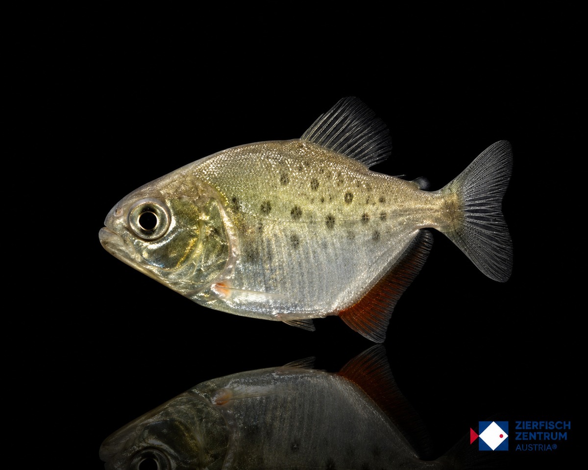 Pygocentrus nattereri