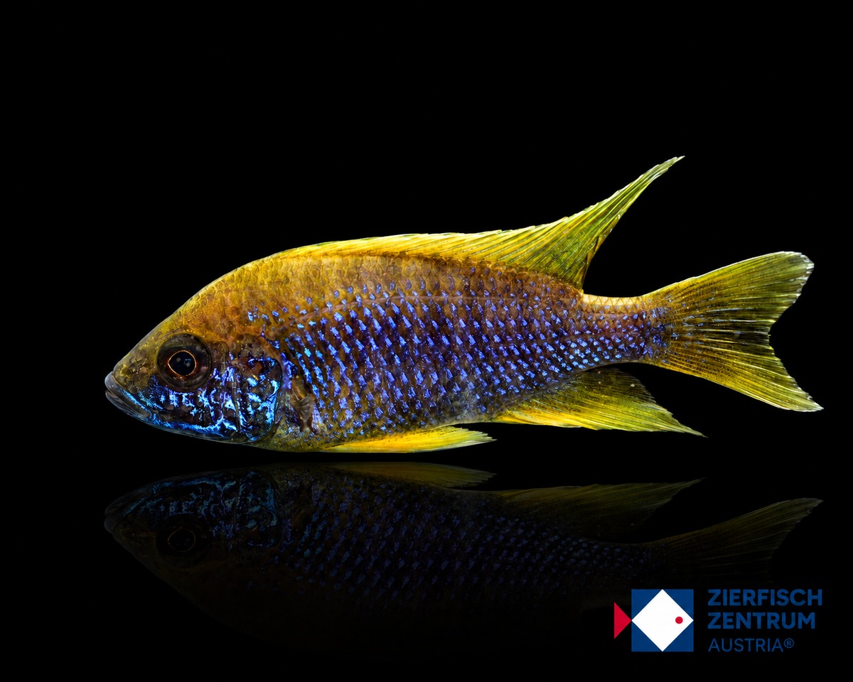 Aulonocara jacobfreibergi Mamelela