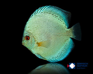 Symphysodon sp. „Blue Scorpion“