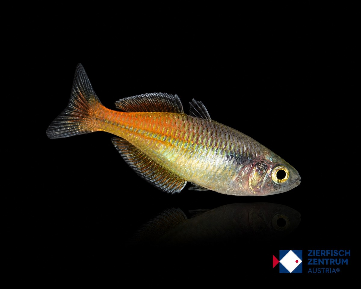 Melanotaenia boesemani „Red“