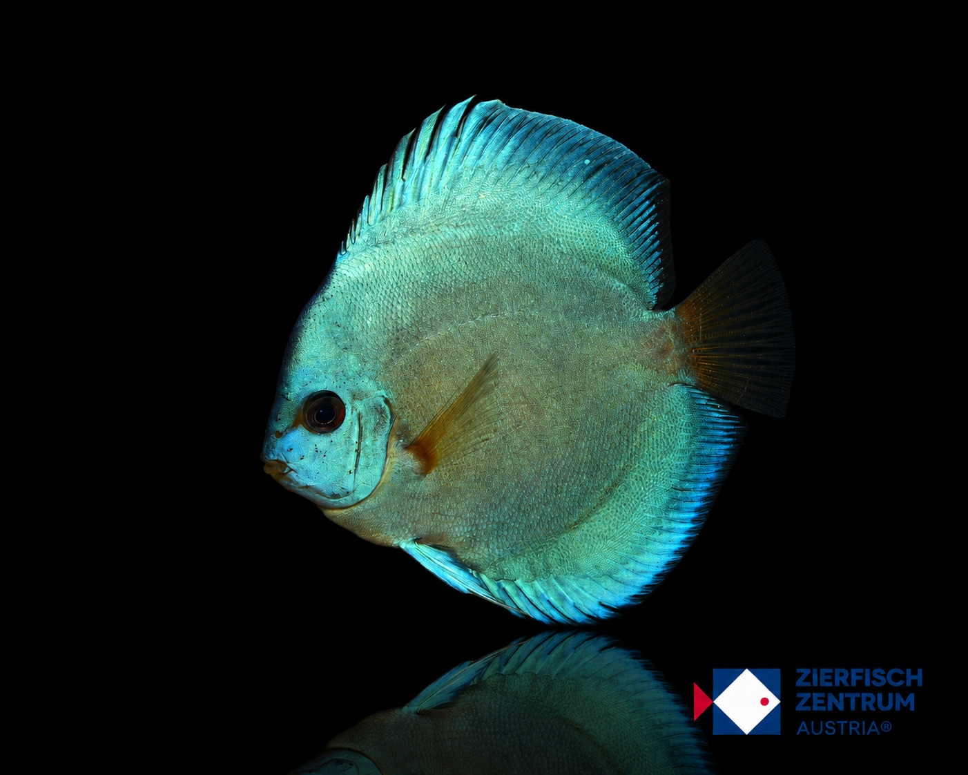 Symphysodon sp. „Blue Body Red Eyes“