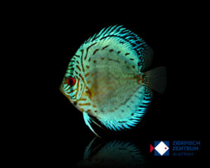 Symphysodon sp. „Blue Turquoise“