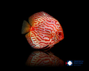 Symphysodon sp. „pigeon blood panda"