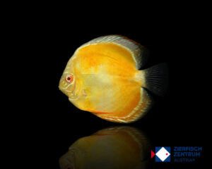 Symphysodon sp. „Red Eyes Gold“