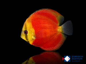 Symphysodon sp. „God of Wealth“
