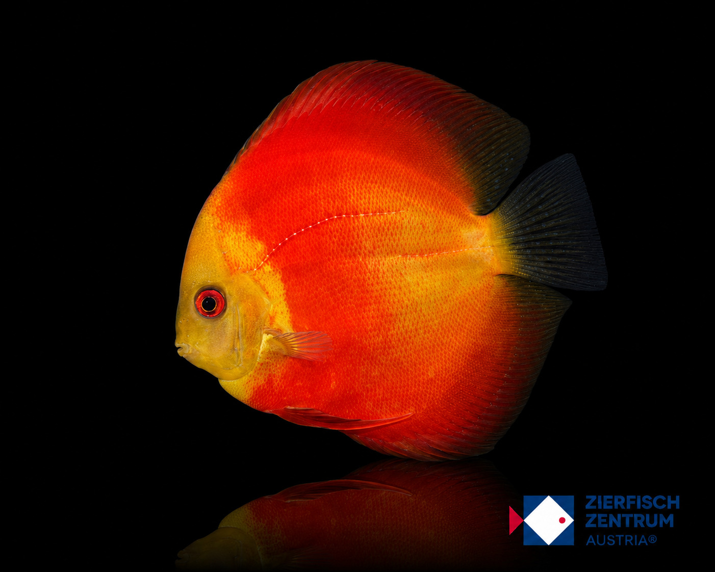 Symphysodon sp "red gold"