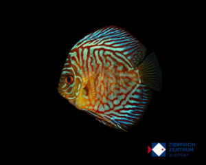 Symphysodon sp. „Tiger Patterned“