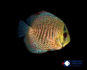Symphysodon sp. „ultra fine points"