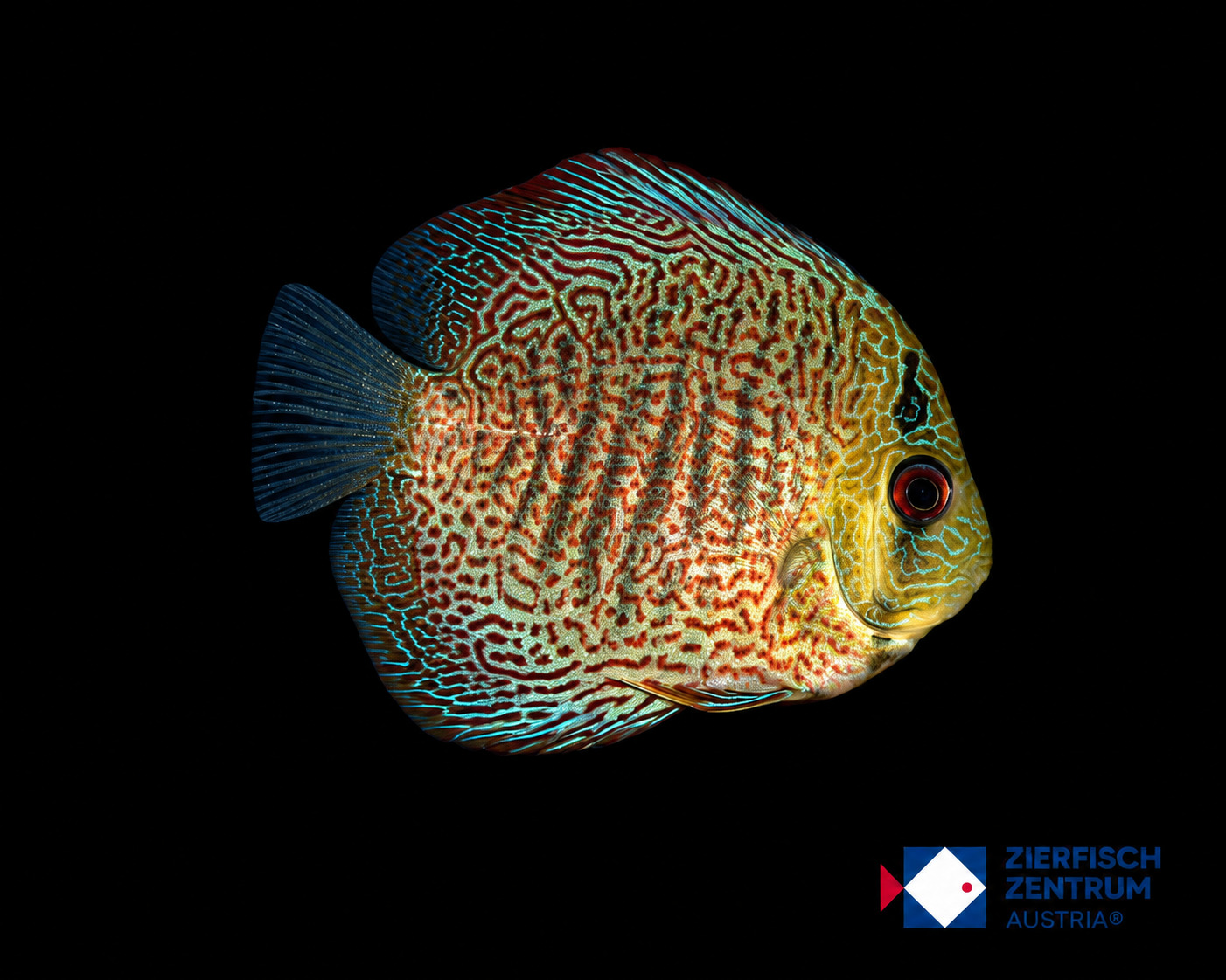 Symphysodon sp. „ultra fine points"