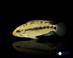 Apistogramma alacrina