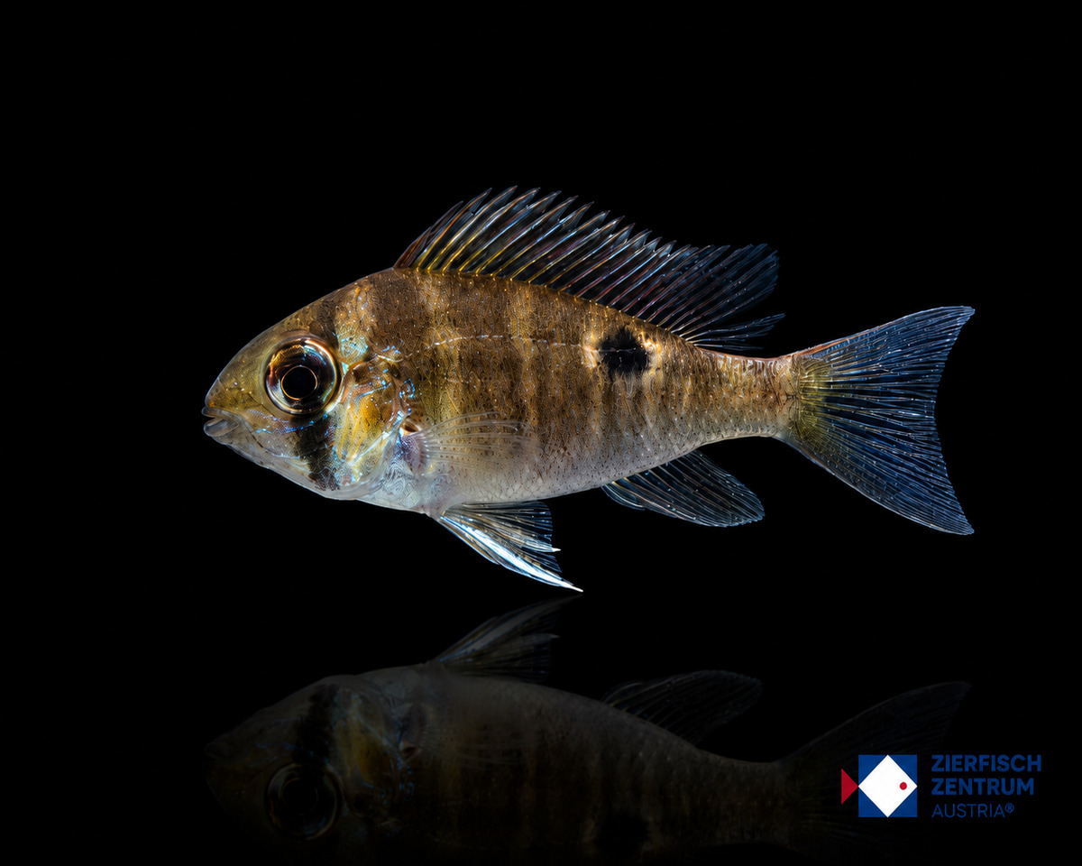 Biotodoma cupido