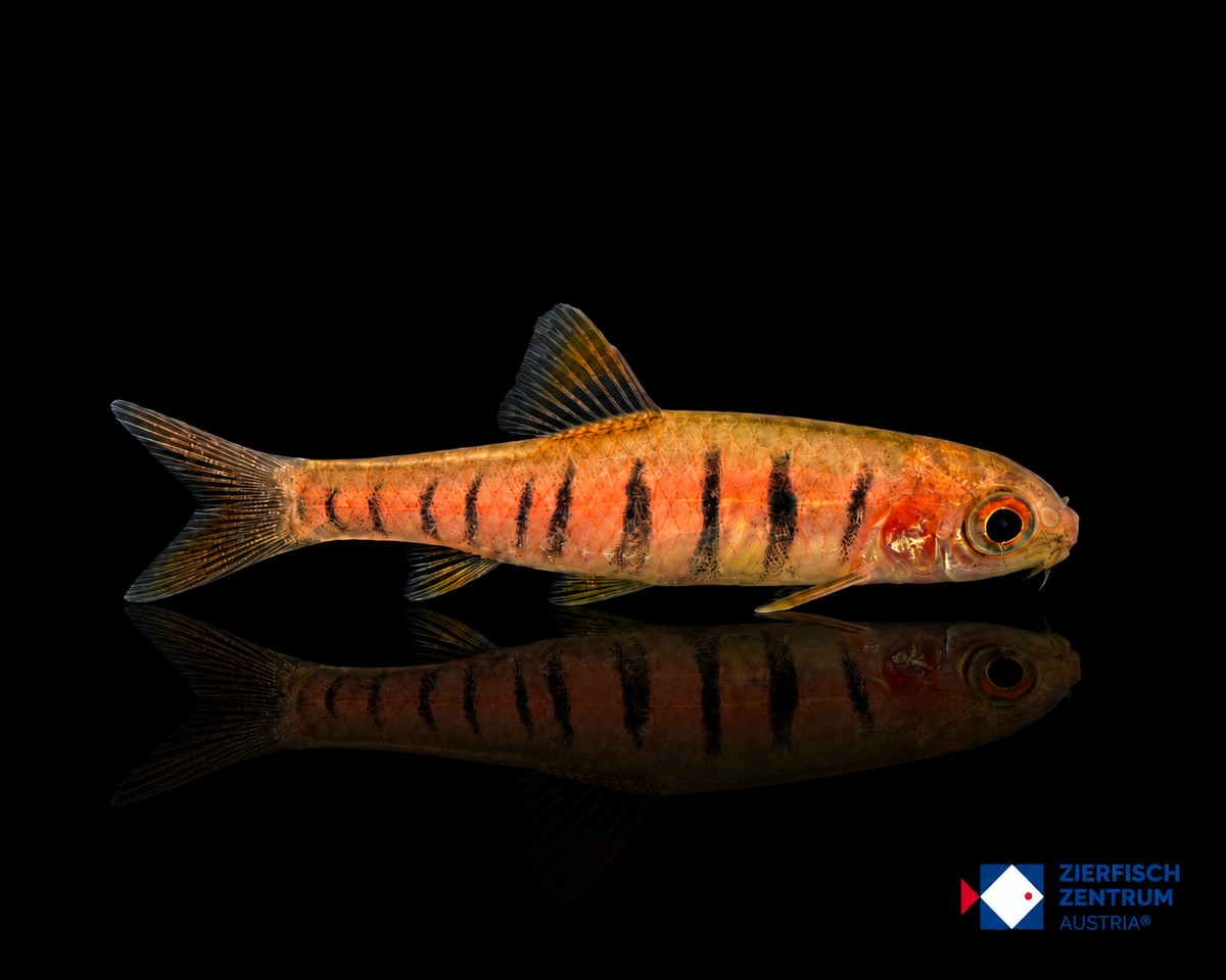 Enteromius fasciolatus