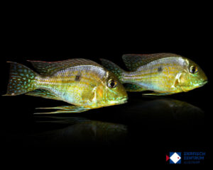 Geophagus altifrons „Yellow“