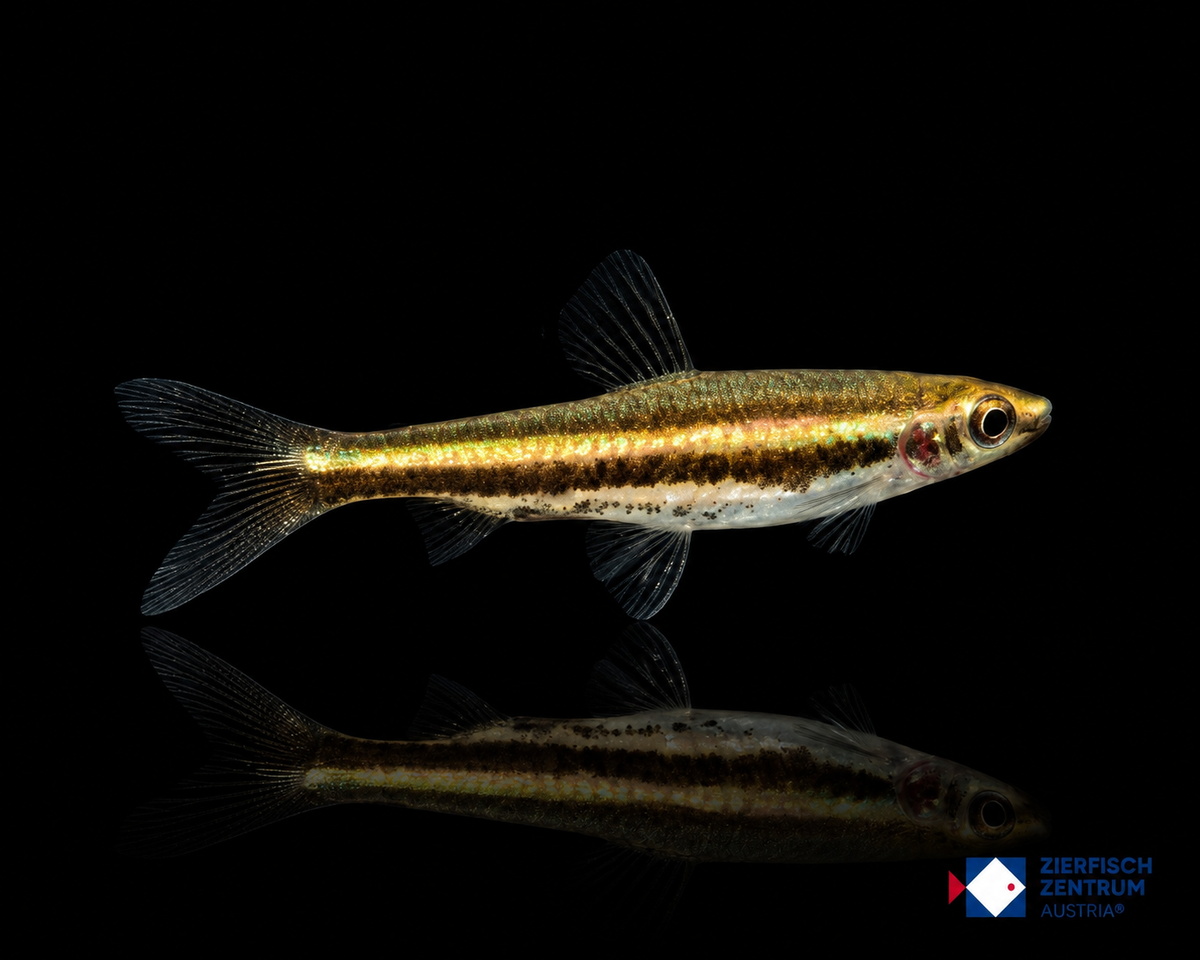 Nannostomus marilynae