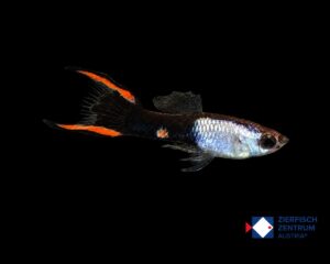 Poecilia wingei Silver / Black Flame