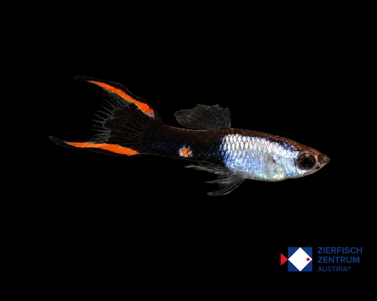 Poecilia wingei Silver / Black Flame