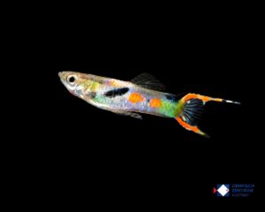 Poecilia wingei Yellow Lasertail x Yellow Black