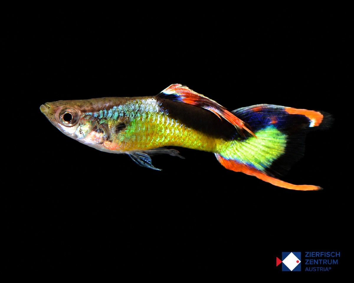 Poecilia wingei Yellow Lasertail x Yellow Black