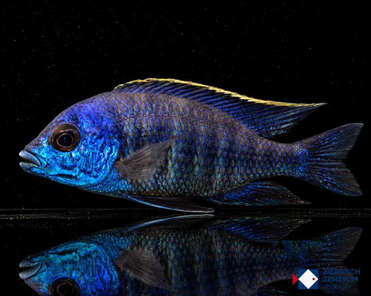 Placidochromis sp blue otter