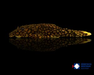Ancistrus sp. Wabenmuster