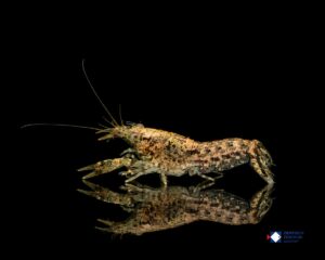 Cambarellus diminutus Blue