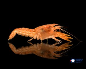 Cambarellus patzcuarensis Orange