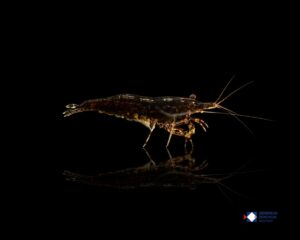 Neocaridina davidi schoko sakura