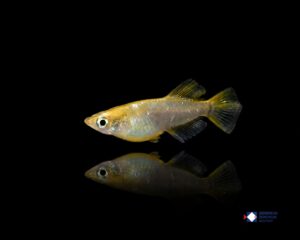 Oryzias latipes Tomoki
