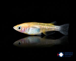 Oryzias latipes white orange