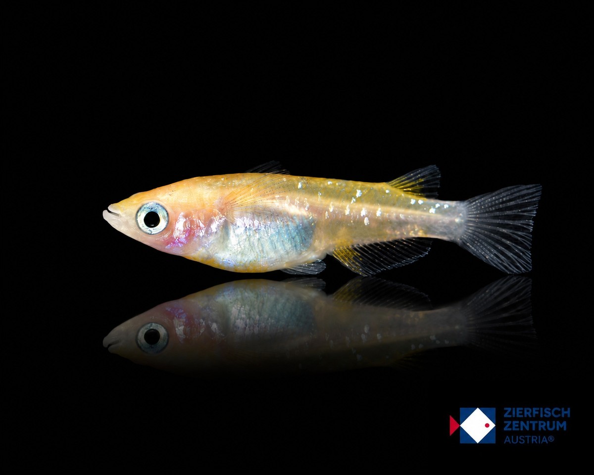 Oryzias latipes white orange