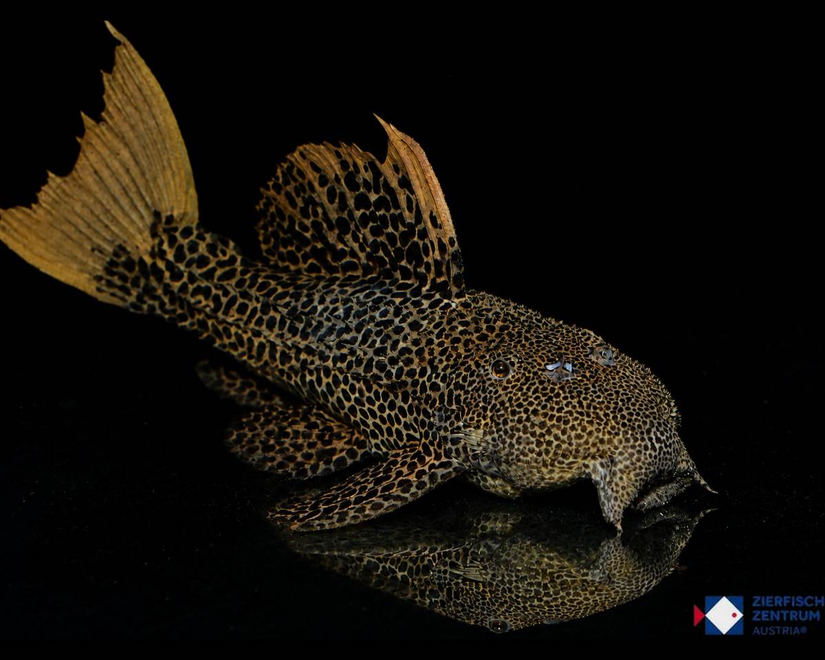 Pseudacanthicus sp. L-114