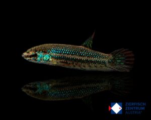 Betta imbellis „DDR“