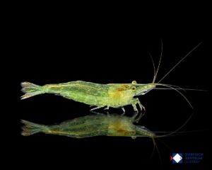 Caridina cf. babaulti „Green“