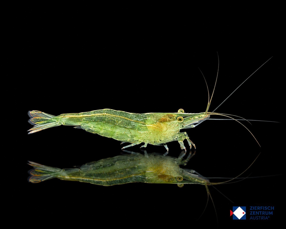 Caridina cf. babaulti „Green“