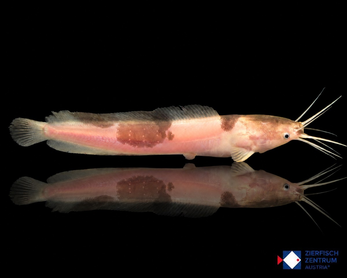 Clarias batrachus „marmor“