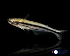 Eutropiellus debauwi